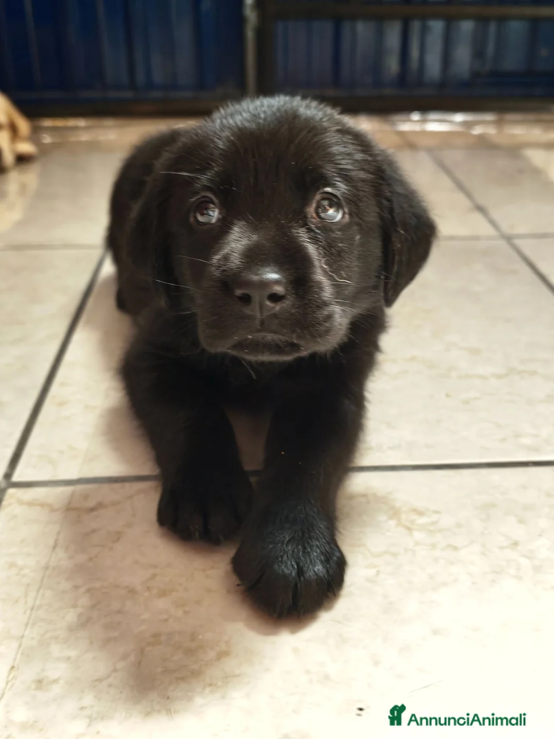 Labrador cani in vendita: Cuccioli di Labrador retriever neri - Annuncio 2