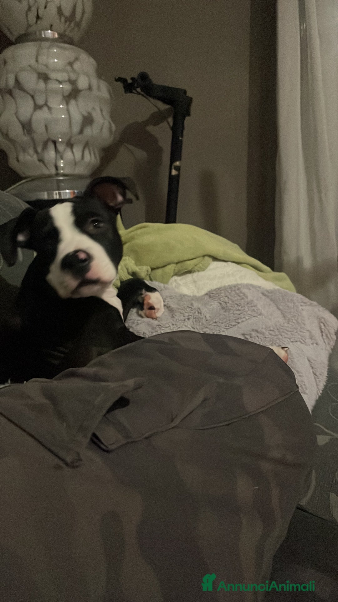 American Staffordshire cani in vendita: CUCCIOLO AMSTAFF - Annuncio 4