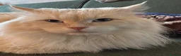 Siberiano gatti per accoppiamento: Gatto siberiano disponibile per Monta con Pedigree a Provincia di Verona - Annuncio 6