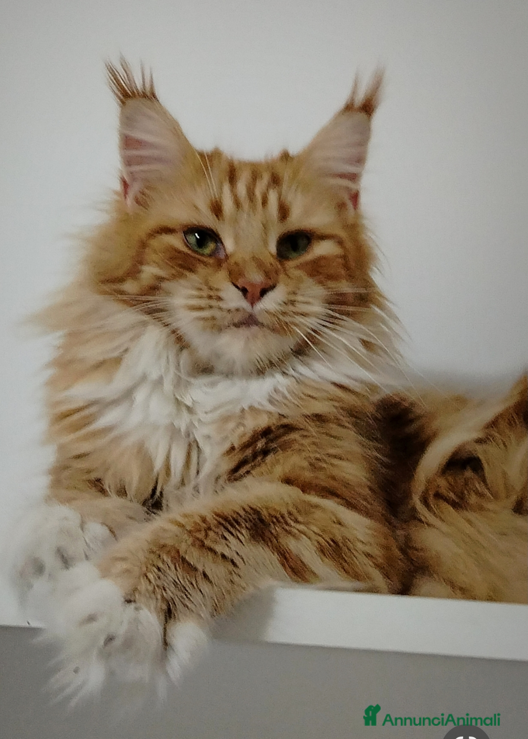Maine Coon gatti in regalo: Maine coon femmina  - Annuncio 1