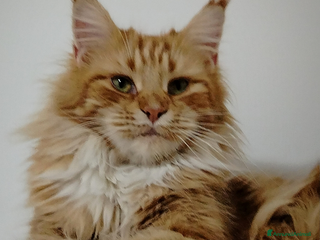 Maine Coon gatti Maine coon femmina - Annuncio 2