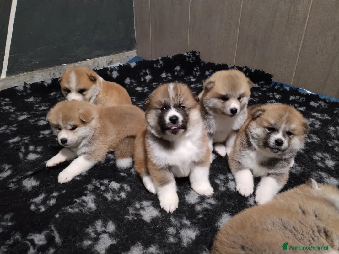 Akita Inu cani in vendita: Cuccioli di Akita disponibili - Annuncio 4