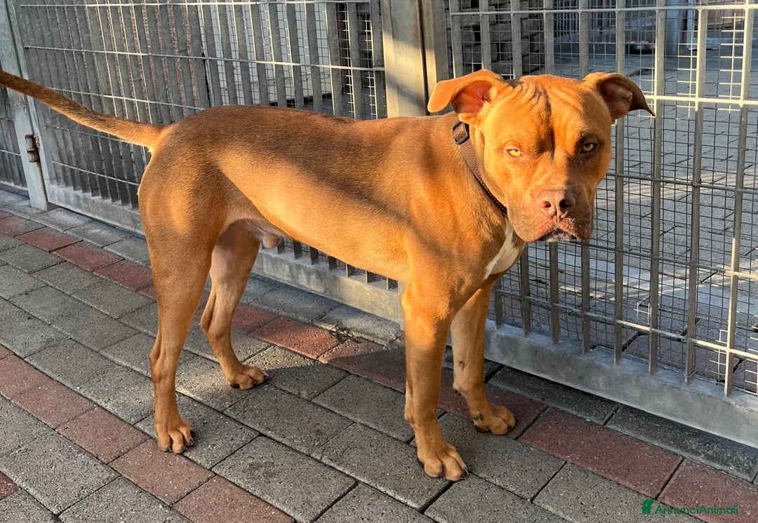 Meticcio cani in regalo: NILO CERCA CASA - Annuncio 1