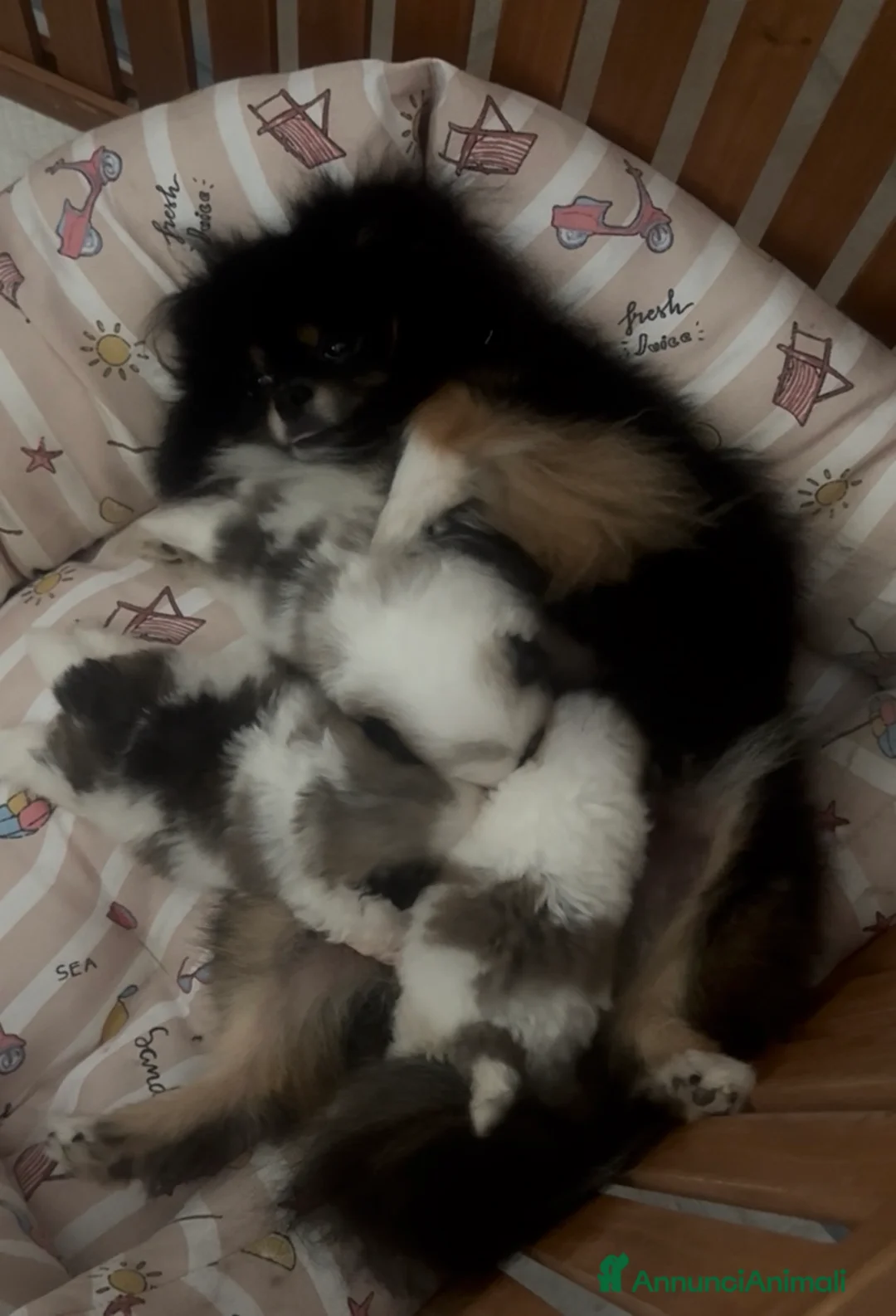 Volpino Pomerania cani in vendita: Cuccioli volpino di pomerania a Città metropolitana di Roma Capitale - Annuncio 2