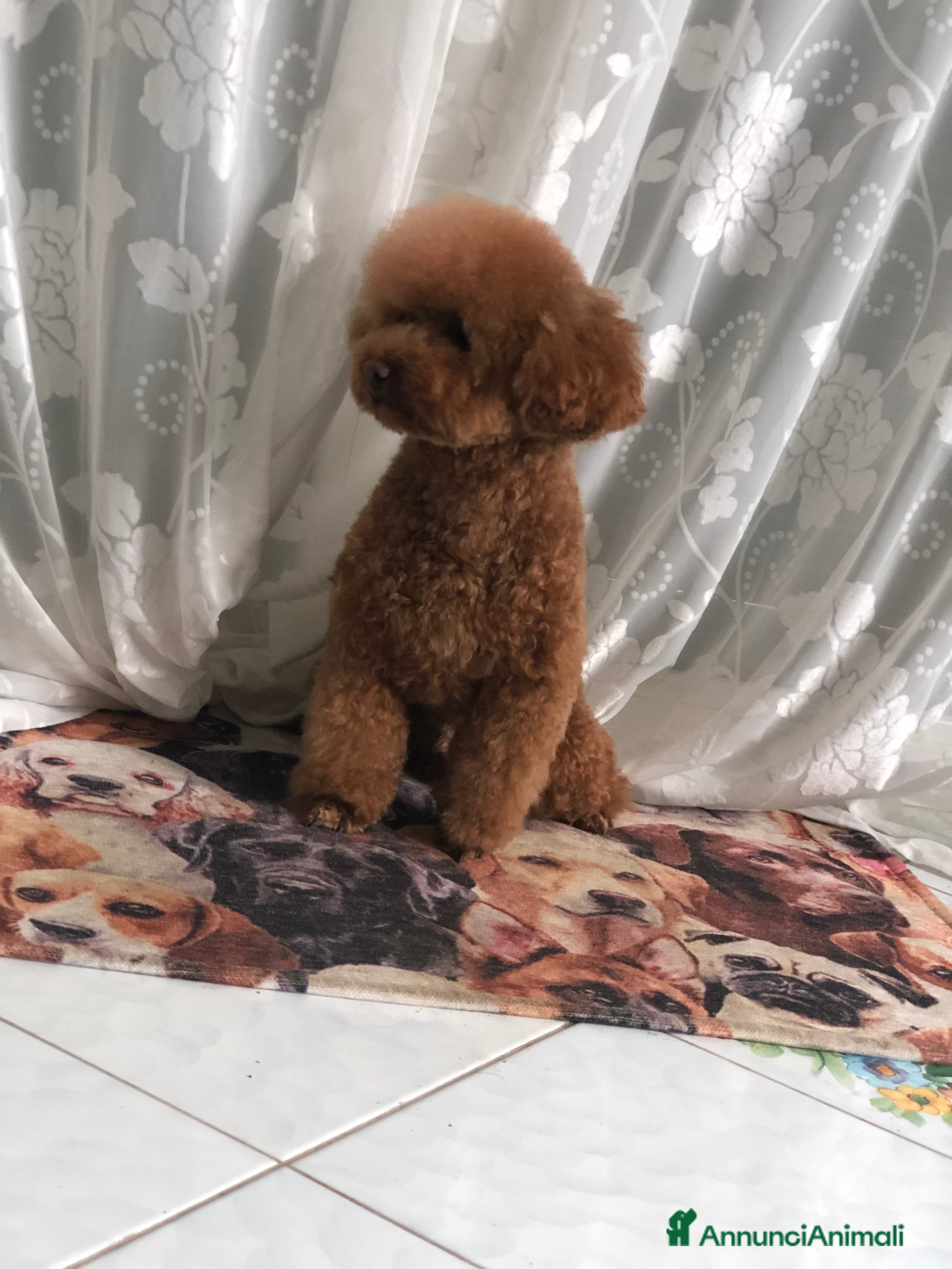 Barboncino Toy cani Cuccioli barboncino toy Enci - Annuncio 1