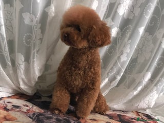 Barboncino Toy cani Cuccioli barboncino toy Enci - Annuncio 6