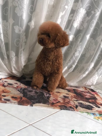 Barboncino Toy cani - Annuncio 1