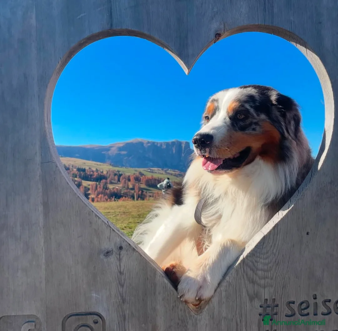 Australian Shepherd cani per accoppiamento: Romeo australian shepherd blu merle per monte  a Provincia di Mantova - Annuncio 1