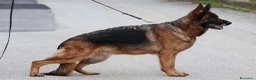 Pastore Tedesco cani in vendita: 🐾 Maschio di Pastore Tedesco a Pelo Lungo 🐾 - Annuncio 2