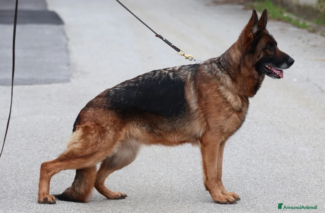 Pastore Tedesco cani in vendita: 🐾 Maschio di Pastore Tedesco a Pelo Lungo 🐾 - Annuncio 2