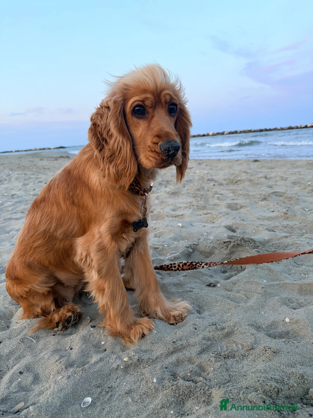 Cocker cani in vendita: CUCCIOLE DI COCKER SPANIEL CERCANO CASA! - Annuncio 1