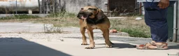 Segugio cani in regalo: Pippo dolcissimo segugio in adozione  - Annuncio 8