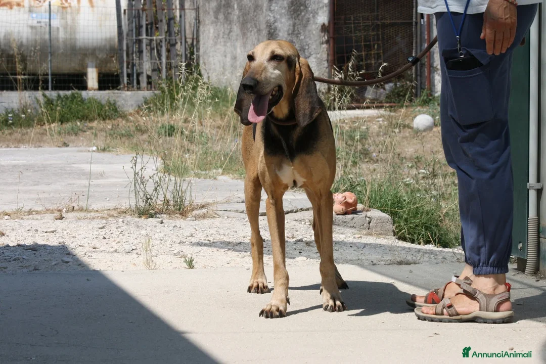 Segugio cani in regalo: Pippo dolcissimo segugio in adozione  - Annuncio 8