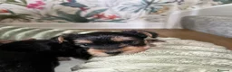 Yorkshire cani in vendita:  5 Bellissimi cuccioli di Yorkshire Terrier a Città metropolitana di Milano - Annuncio 10
