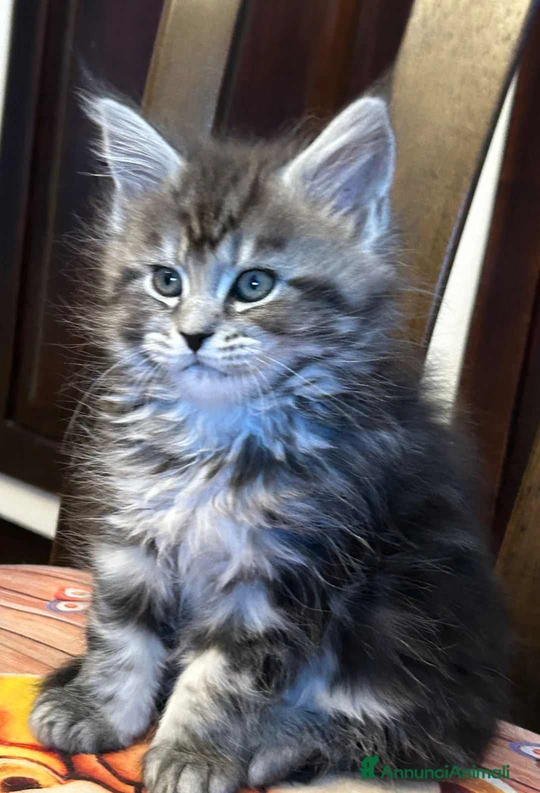 Maine Coon gatti in vendita: Maine Coon  - Annuncio 1