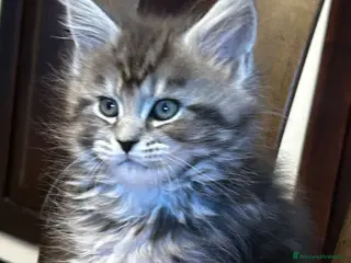 Maine Coon gatti Maine Coon - Annuncio 5