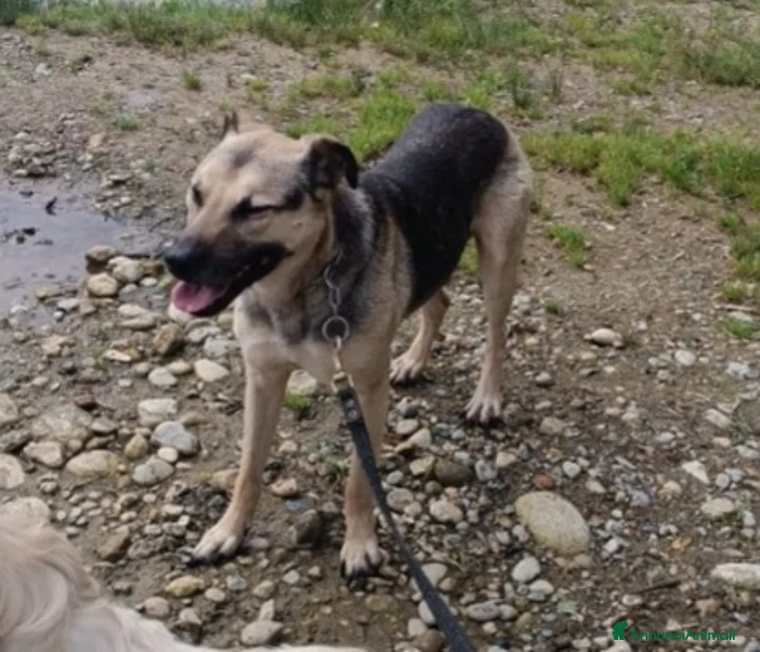 Altre razze cani in regalo: Tango pastorino 4/5anni da 1lager a MILANO SOSCASA a Città metropolitana di Milano - Annuncio 5