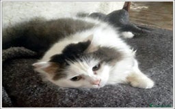 Meticcio gatti in regalo: LEONE MERAVIGLIOSO GATTONE A PELO SEMILUNGO 2 ANNI a Roma - Immagine 3