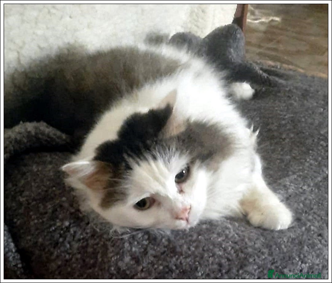 Meticcio gatti in regalo: LEONE MERAVIGLIOSO GATTONE A PELO SEMILUNGO 2 ANNI a Roma - Immagine 3