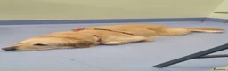 Golden Retriever cani in regalo: Splendido Golden Retreiver - CASPER - Annuncio 6