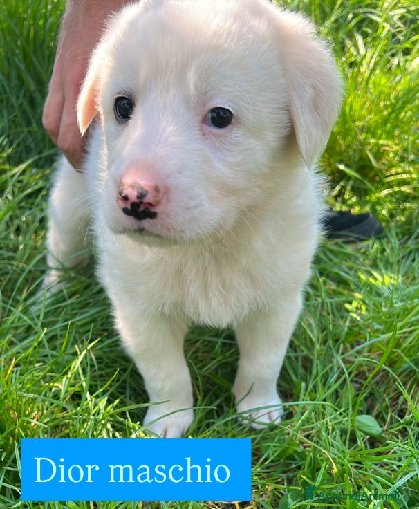 Meticcio cani Cuccioli derivato Maremmano  - Annuncio 7