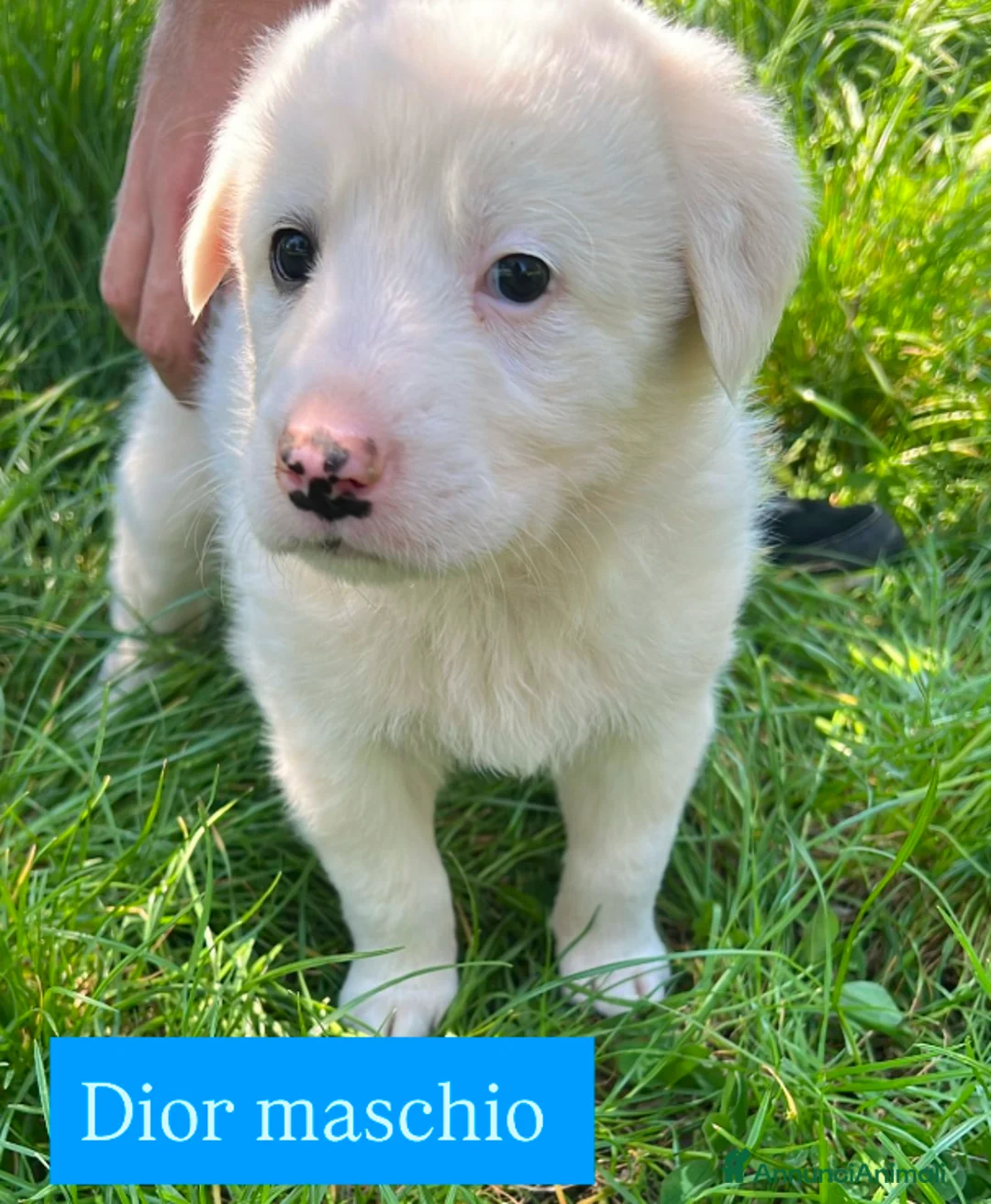 Meticcio cani in regalo: Cuccioli derivato Maremmano  - Annuncio 1
