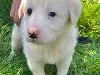 Meticcio cani Cuccioli derivato Maremmano - Annuncio 7
