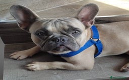Bulldog Francese cani in vendita: Bulldog francese  a Città metropolitana di Palermo - Immagine 1