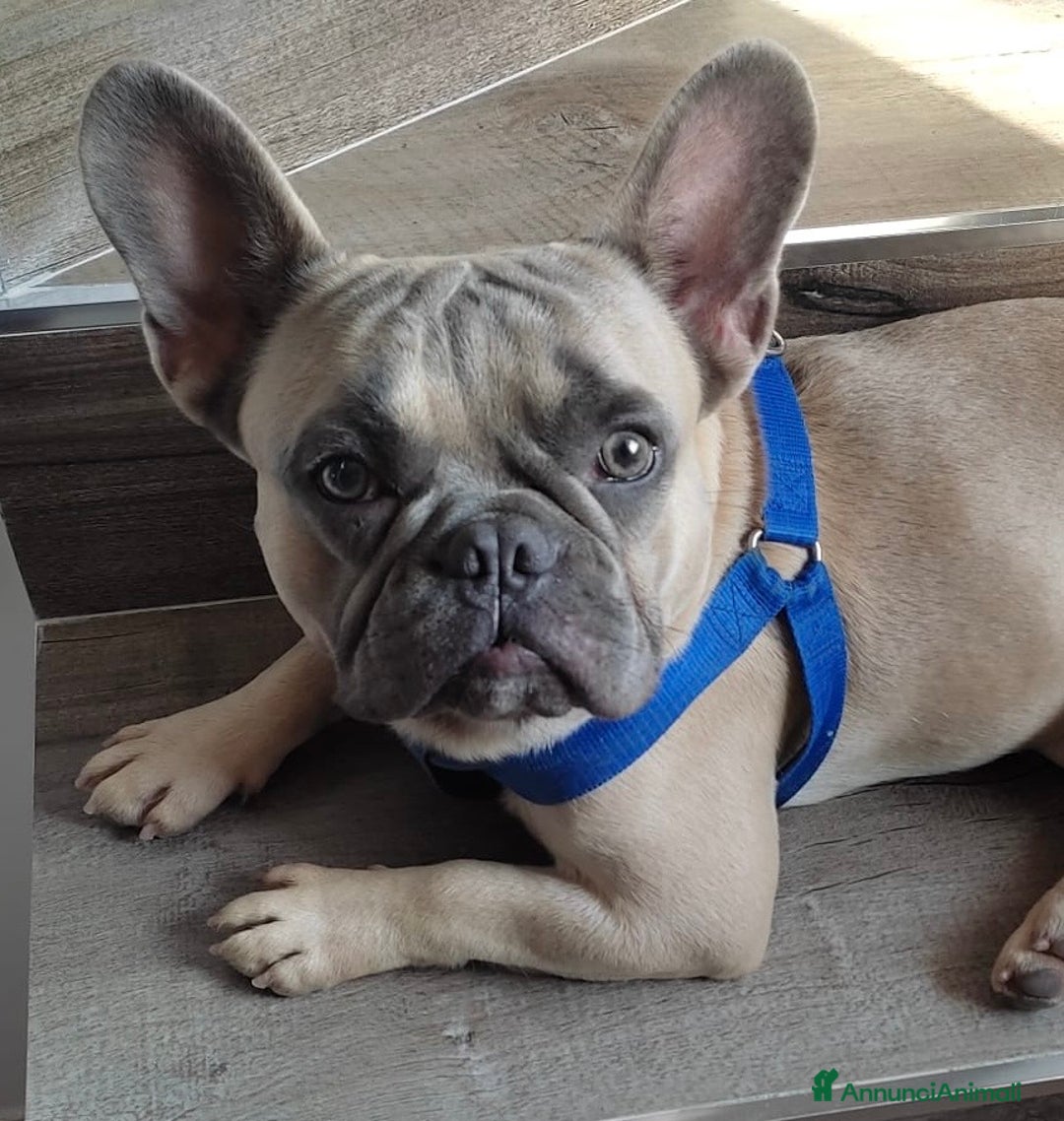 Bulldog Francese cani in vendita: Bulldog francese  a Città metropolitana di Palermo - Immagine 1