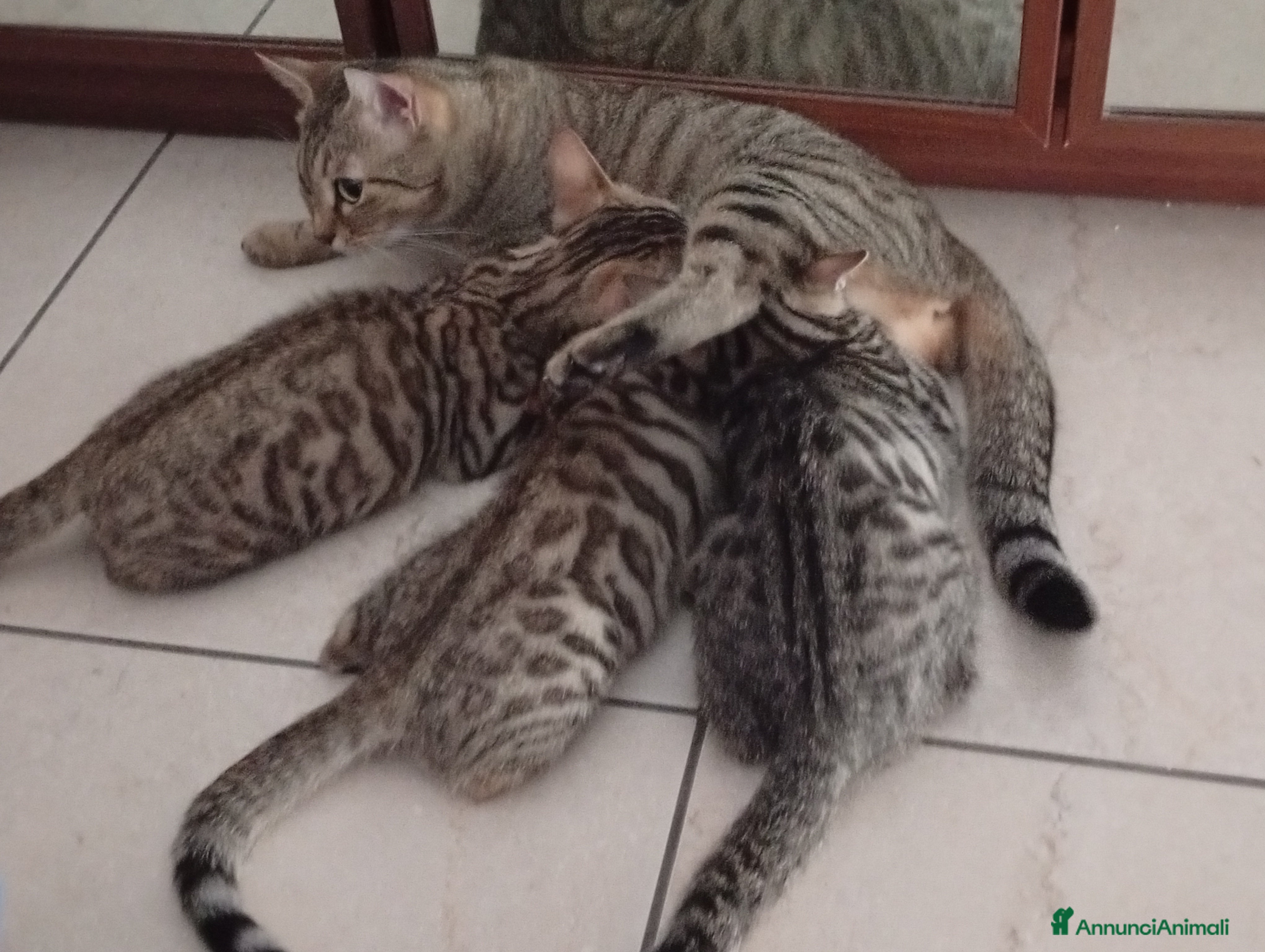 Bengala gatti Bengalini senza pedigree solo per veri amanti  - Annuncio 8