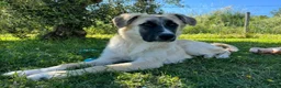 Meticcio cani in regalo: Albicocca: 7 mesi adozione del cuore  - Annuncio 2