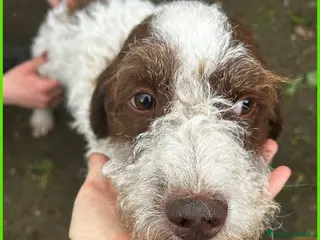 Lagotto cani FORLI' adozione del cuore! - Annuncio 4