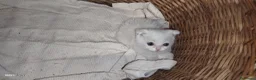 Scottish gatti in vendita: Cuccioli bellissimi di SCOTTISH FOLD   - Annuncio 4