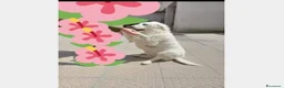 Meticcio cani in regalo: 3anni buonissima tg media rimasta sola NAPOLI a Milano - Annuncio 2