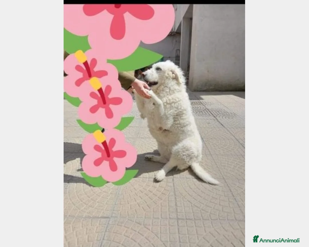 Meticcio cani in regalo: 3anni buonissima tg media rimasta sola NAPOLI a Milano - Annuncio 2