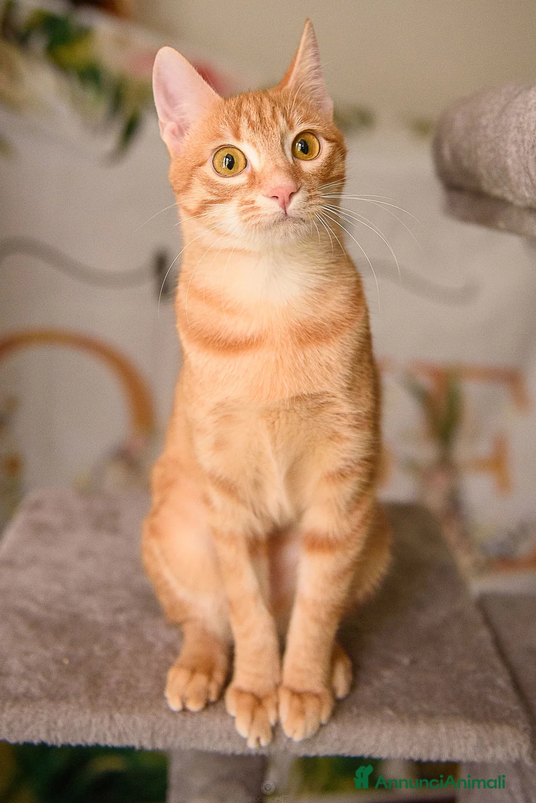 Europeo gatti in regalo: Adotta Zoe, porta vita nella tua vita - Annuncio 3