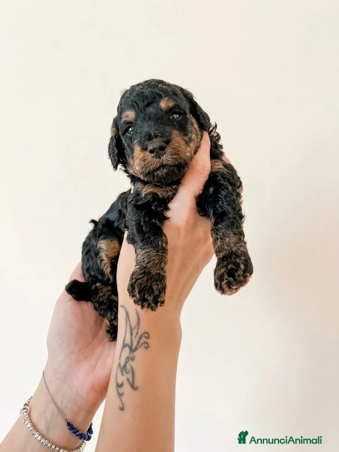 Barboncino cani in vendita: Barboncino Phantom maschio - Annuncio 1
