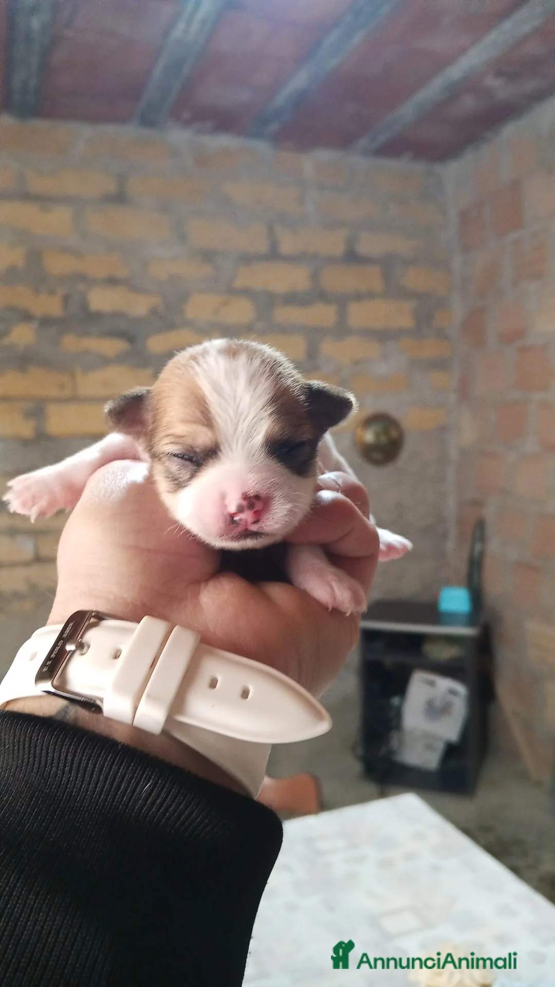 Chihuahua cani in vendita: Chihuhua  - Annuncio 2