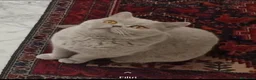 British gatti in vendita: Ottavia dell' Impero Romano - Annuncio 2