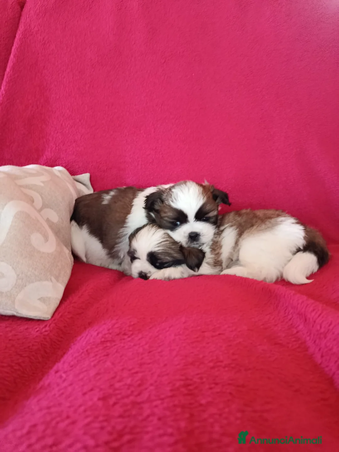 Shih Tzu cani in vendita: Cuccioli di Shitzu - Annuncio 10
