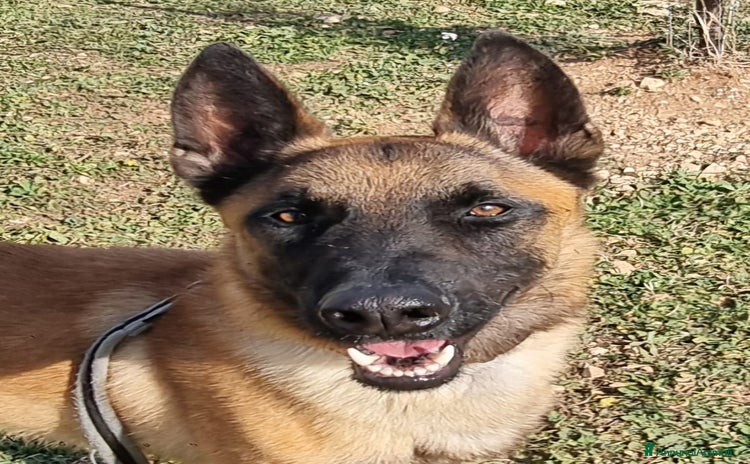 Meticcio cani a Città Metropolitana di Bari - Annuncio 5