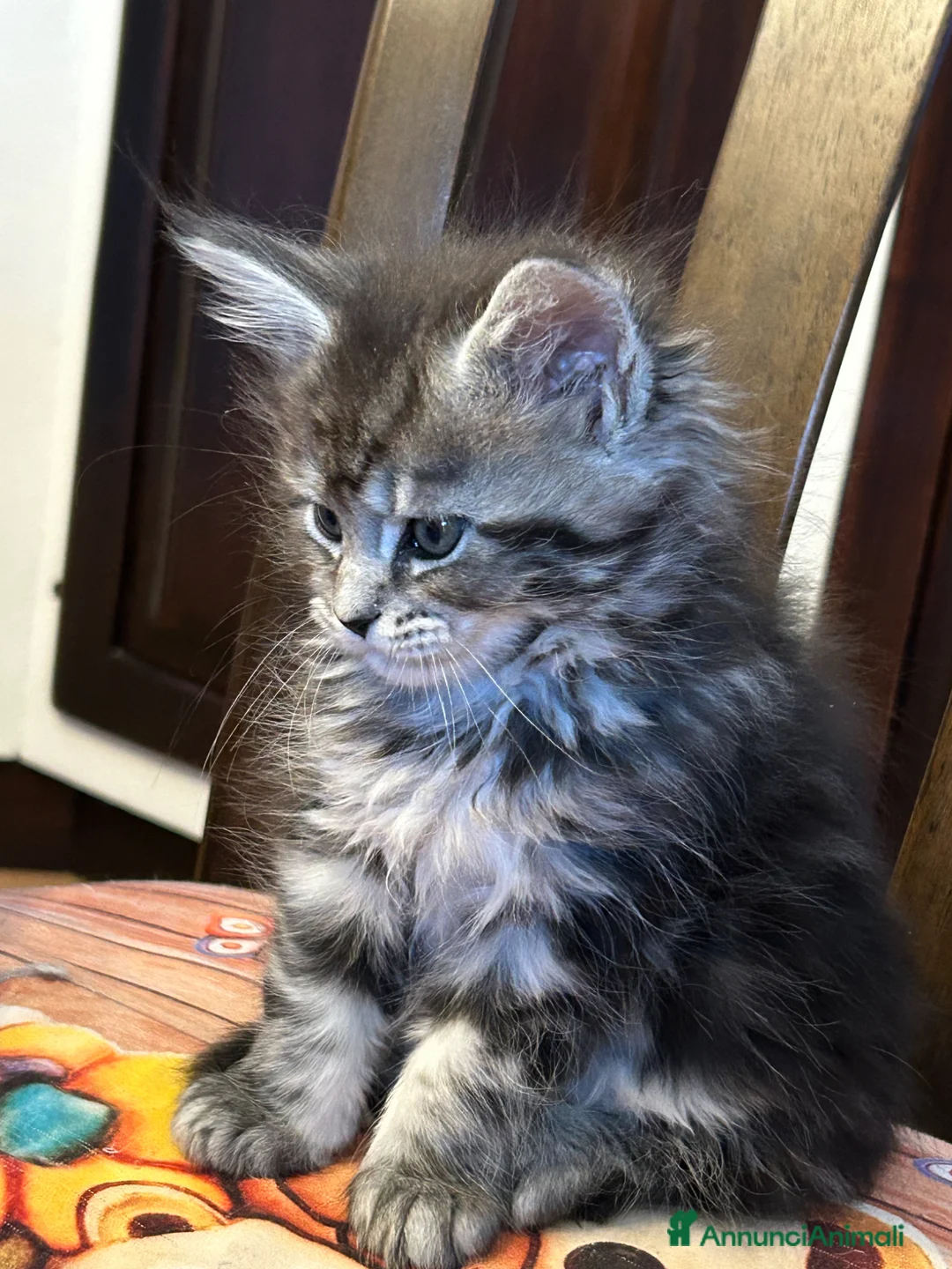 Maine Coon gatti in vendita: Maine Coon  - Annuncio 2