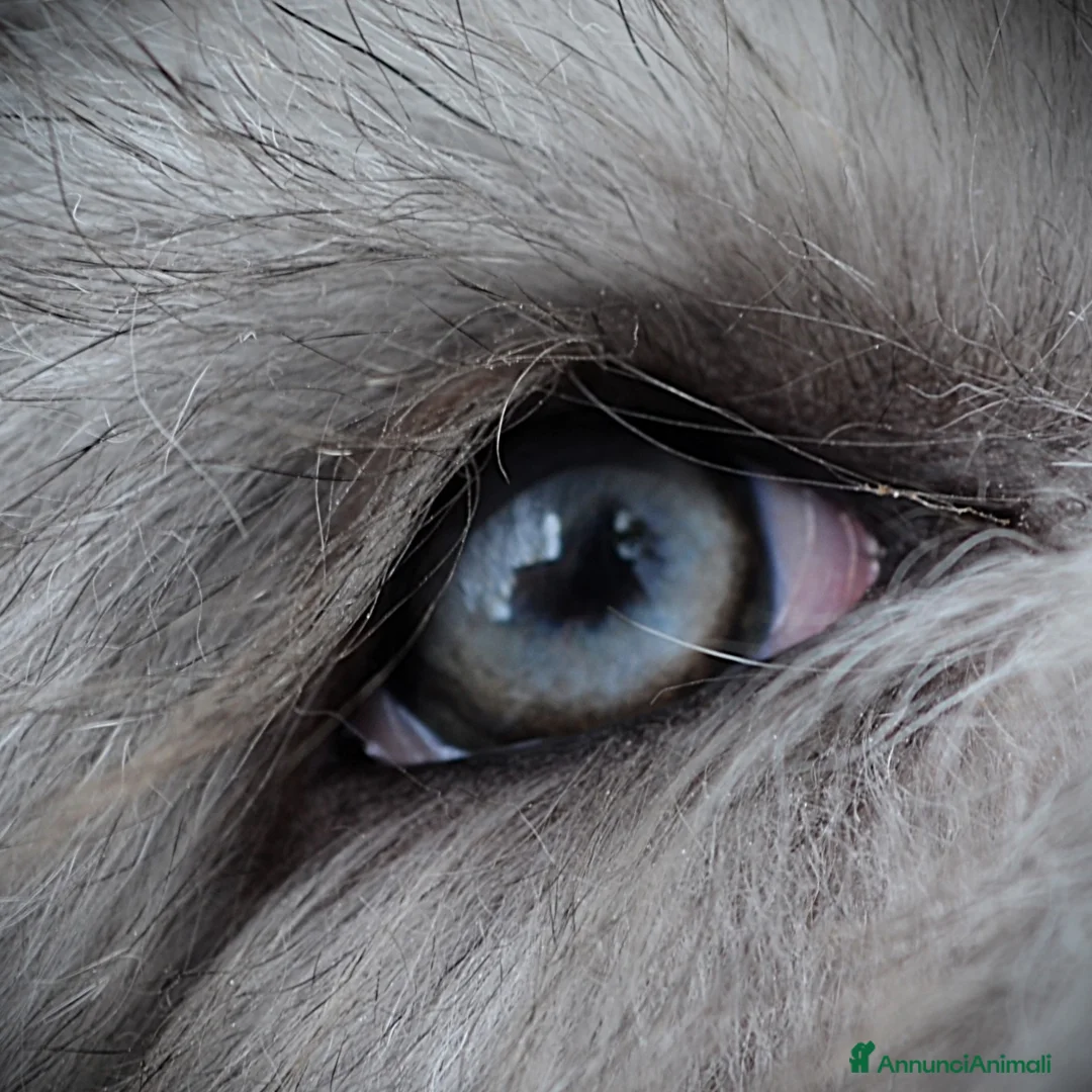 Bearded Collie cani in vendita: Bearded Collie cuccioli  - Annuncio 1