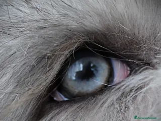 Bearded Collie cani Bearded Collie cuccioli - Annuncio 5