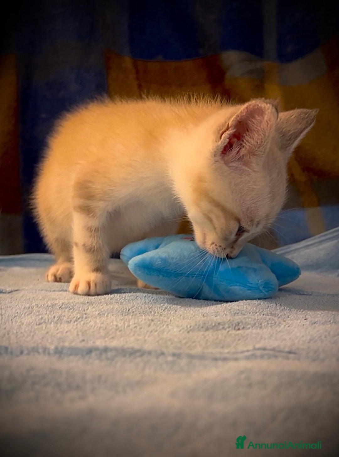 Siamese gatti in regalo: Gattino occhi azzurri incrocio siamese a Metropolitan City of Rome Capital - Immagine 9