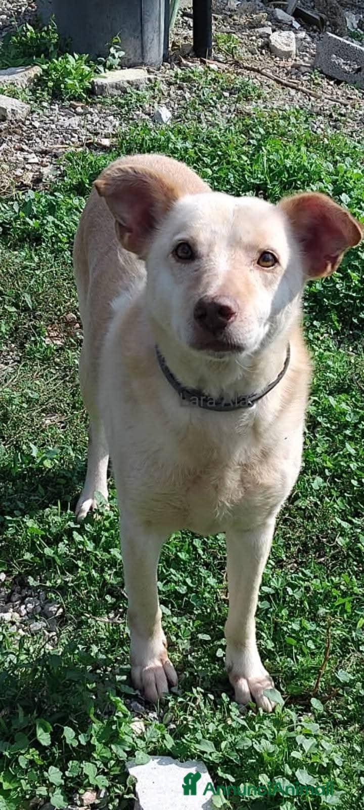 Meticcio cani UNA VITA IN ATTESA D'AMORE - Annuncio 14