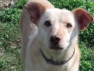 Meticcio cani UNA VITA IN ATTESA D'AMORE - Annuncio 16