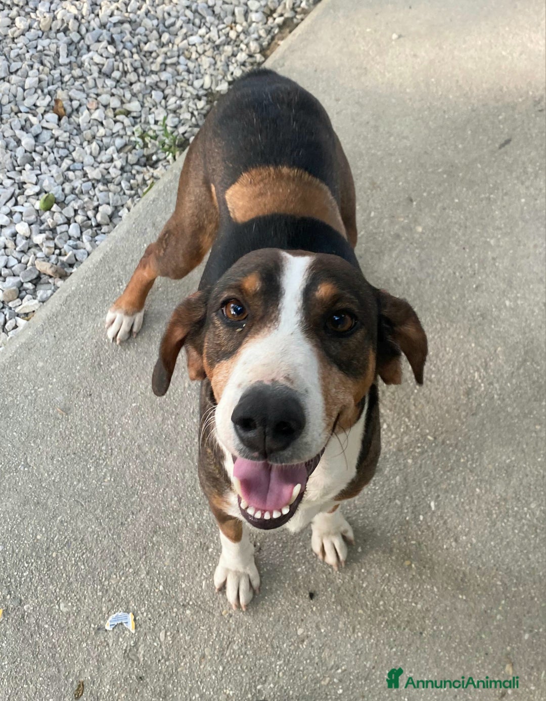 Meticcio cani in regalo: Violetta 1 anno taglia media  a Provincia di Teramo - Immagine 5