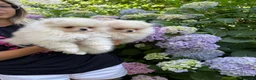 Volpino Pomerania cani in vendita: Volpino di Pomerania  - Annuncio 9