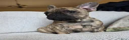 Bulldog Francese cani in vendita: Cuccioli Bouledogue Francese - Annuncio 11